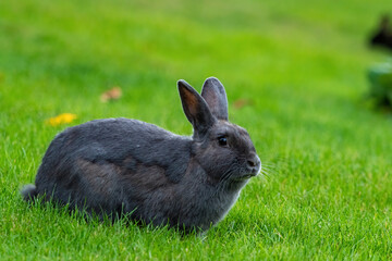 close up portrait of a cute dark grey rabbit resting on green grass field in the park