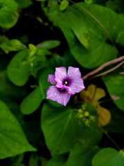 The Hawaiian baby woodrose Argyreia nervosa is a perennial climbing vine, also referred to as the wooly morning glory or elephant creeper. It’s part of the Morning Glory or Convolvulaceae family.