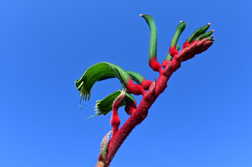 Kangaroo paw against clear blue sky