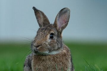 close up portrait of a cute brown rabbit sitting on grass