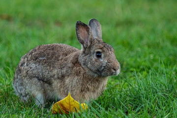 close up portrait of a cute brown rabbit laying on green grasses with one piece of a yellow leaf near its feet