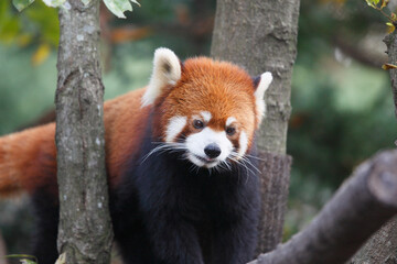 Naklejka premium レッサーパンダ