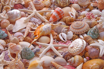 Starfishes and seashells background	