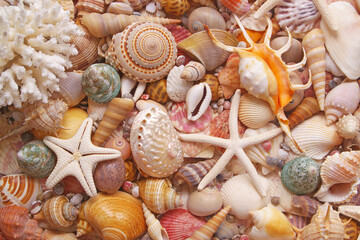 Starfishes and seashells background	