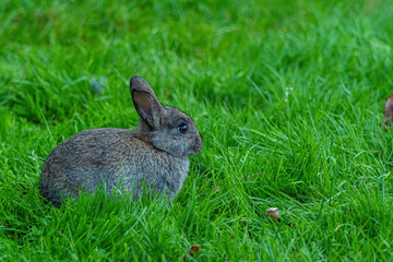 side portrait of a cute grey bunny laying on green grass under the shade