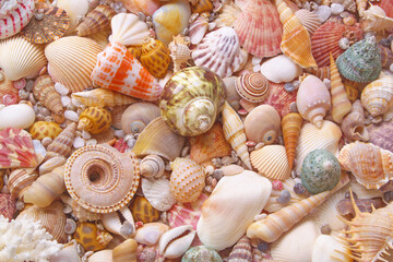 Colorful seashells and corals as background