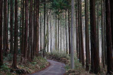 Obraz premium 杉林