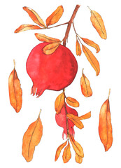 Watercolor fruit clip art pomegranate and leaves isolated on white background