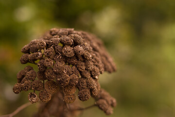 Close-up on a selected autumn plant.