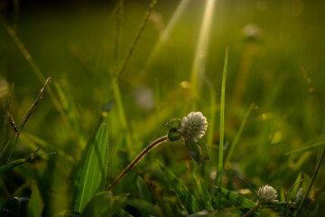 dandelion in the grass