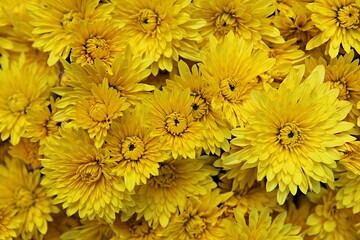 한국 인천시 부평구 부평문화의거리꽃축제에다녀왔습니다