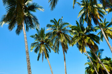 palmas