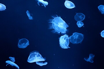 Mysterious jellyfish