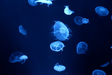 Mysterious jellyfish