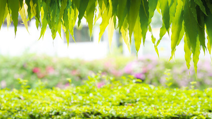 green leaves and blurred background