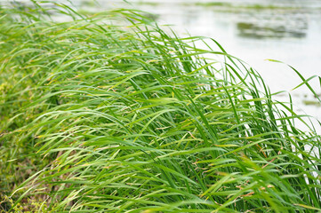 green grass in the wind and near pond