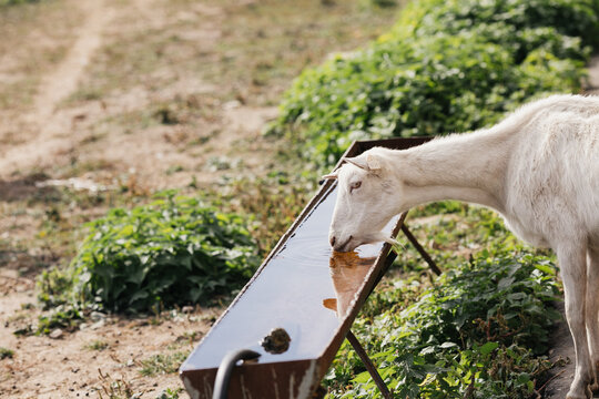 goat drinks water on the farm. High quality photo