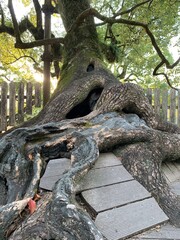 Obraz premium 木 樹木 根