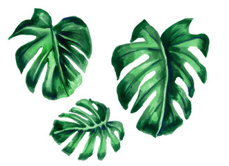 Set of Tropical leaves. Botanical watercolor illustrations. A collection of monstera leaves is isolated on a white background.Book illustrations, textiles, packaging, curtains, postcards, Wallpaper