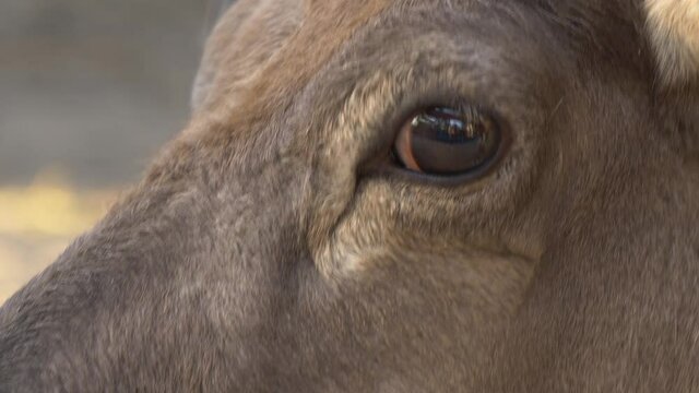 Extreme Close Up View Of A Reindeer's Face In Arendel, Zagorow, Poland