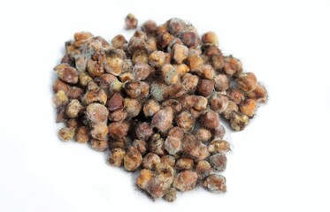 Black Fungus on Chickpea with Selective Focus Isolated on White Background, Fungus on Food