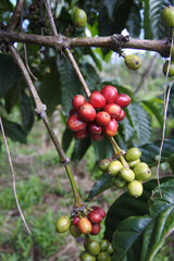 The view around Kalibendo plantation in Banyuwangi East Java Indonesia