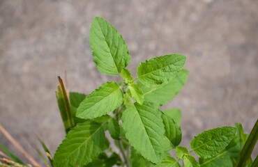 Holy Basil or Tulsi Plant with Selective Focus
