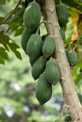 Raw Papaya or Pawpaw Hanging from Its Tree