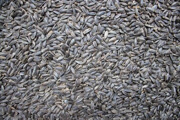 Sunflower Seeds Background and Wallpaper in Horizontal Orientation