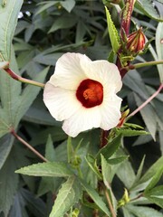 red hibiscus sabdariffa flower in nature garden
