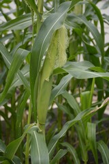 corn tree in nature garden