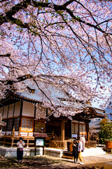 お寺の桜