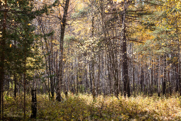 Autumn forest with fallen autumn, yellow foliage. The sun breaks through the branches of birches, aspens and green pine needles.