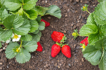 closeup of freshly picked ripe strawberries with strawberry plants in organic garden