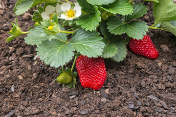 strawberry plant with ripe strawberries growing in garden with copy space