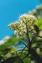 flower of a tree