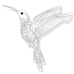 Vector illustration of hummingbird or colibri isolated on white background,  monochrome