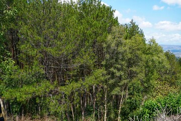 Natural green tree photography with outdoor background and wallpaper