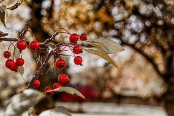 red berries in autumn