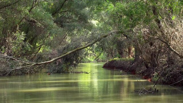 Flying Low Over Green Waters Of Danube Delta River Surrounded By Lush Foliage Forest Nature Landscape - Low Aerial