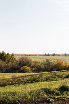 Scenery. Countryside. Mown Fields Covered With Green Grass. In The Foreground There Are Bushes. In The Distance There Is A Yellow Forest. A Pale Blue Sky Above The Horizon.