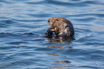 A California Otter Eating in the water