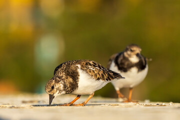 Obraz premium Ruddy Turnstone Arenaria interpres Cosya Ballena Cadiz