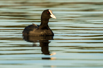 Eurasian Coot Fulica atra Costa Ballena Cadiz
