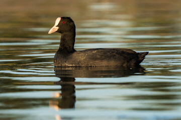 Eurasian Coot Fulica atra Costa Ballena Cadiz