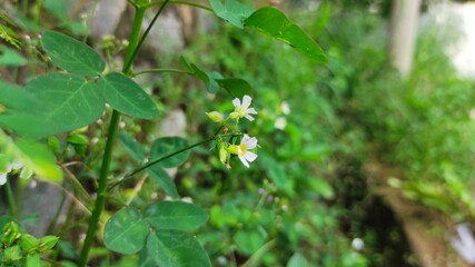 Small white flower in garden