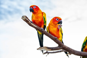 Conures perched on a branch. Bird is a popular pet in Thailand.