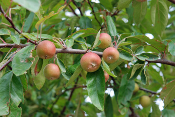 樹木・インディアンマジック　バラ科