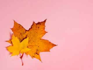 Bright autumn maple leaves on pink paper background. Seasonal fall composition, thanksgiving day concept. Creative flatlay, top view, copy space