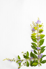 Obraz na płótnie Canvas little purple flowers and leaf arrangement flat lay postcard style on background white wooden